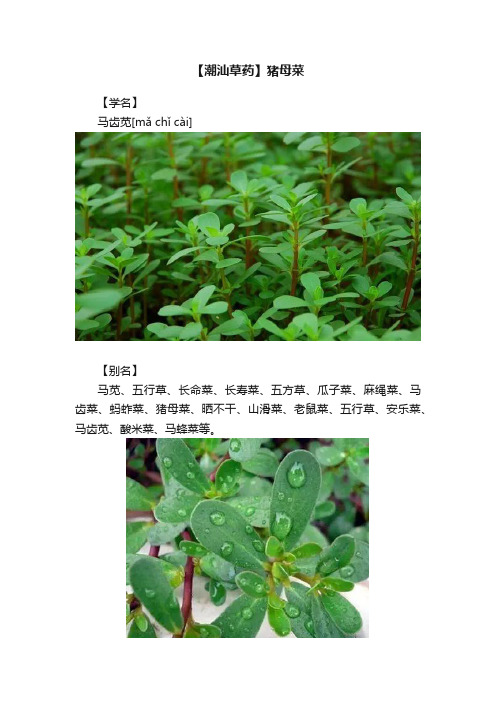 【潮汕草药】猪母菜