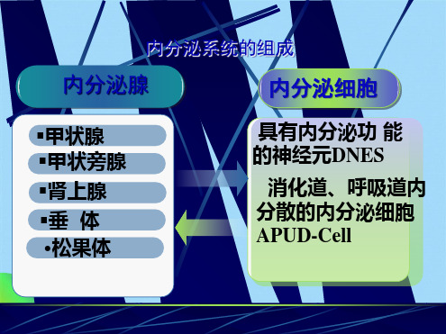 组织学与胚胎学 内分泌系统ppt(共42张PPT)