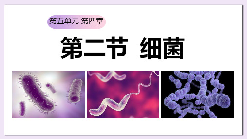 人教版八年级生物上册《细菌》PPT优秀课件