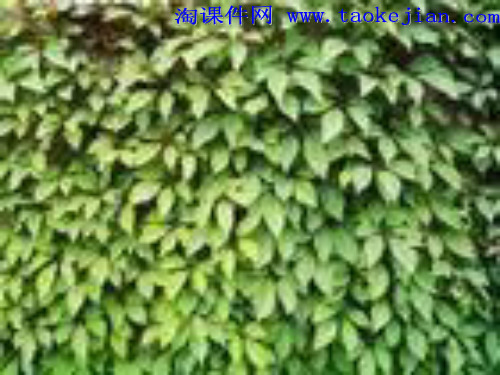 26那片绿绿的爬山虎-四年级上册语文课件