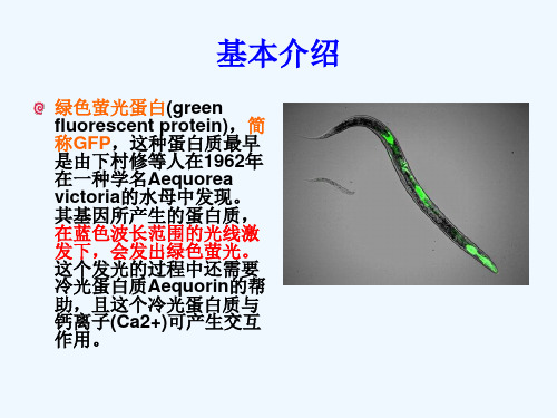 绿色荧光蛋白