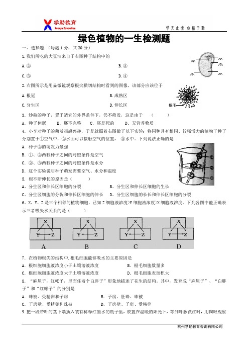 绿色植物的一生检测题