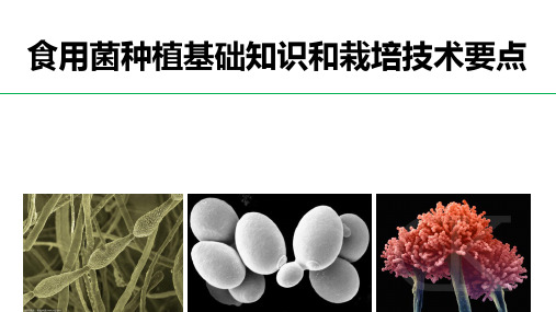 食用菌种植基础知识和栽培技术要点