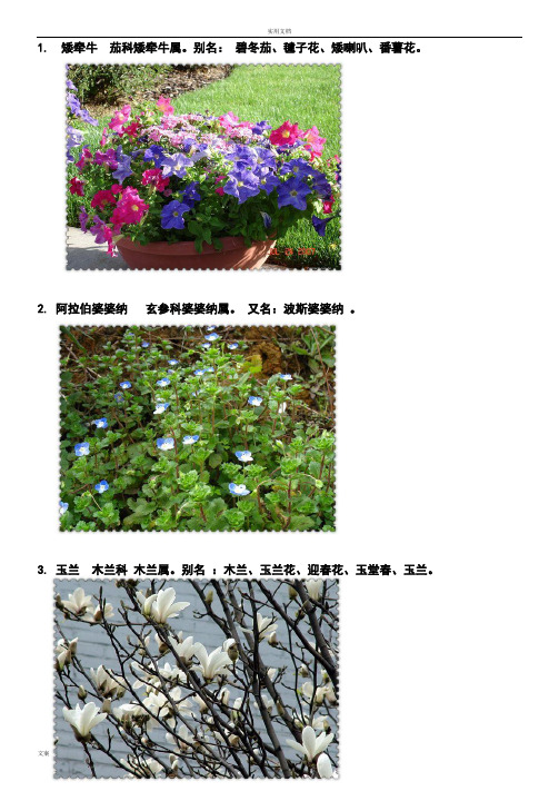 身边地植物名字大全