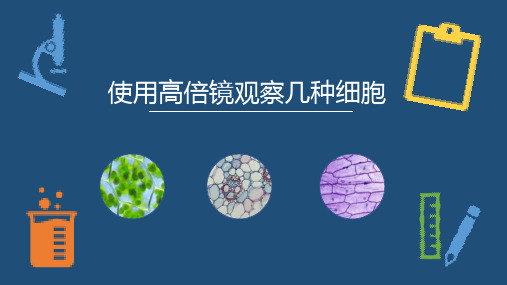 【高效课堂】高一生物上册必修1课件：1.2.2 实验 使用高倍镜观察几种细胞-人教版(2019)