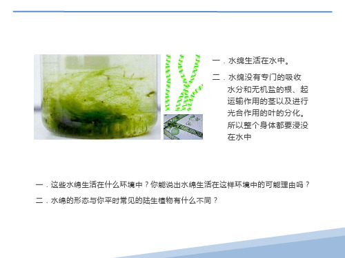 藻类植物、蕨类植物、苔藓植物的区别