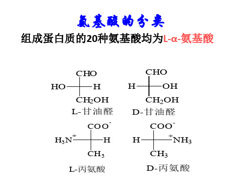 氨基酸分类