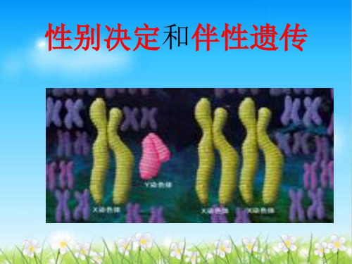 性别决定和伴性遗传ppt17 人教版