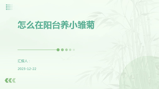 怎么在阳台养小雏菊