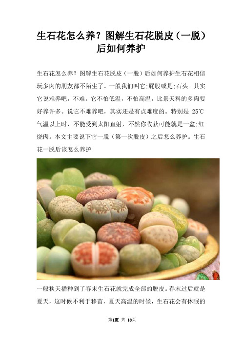 生石花怎么养？图解生石花脱皮(一脱)后如何养护