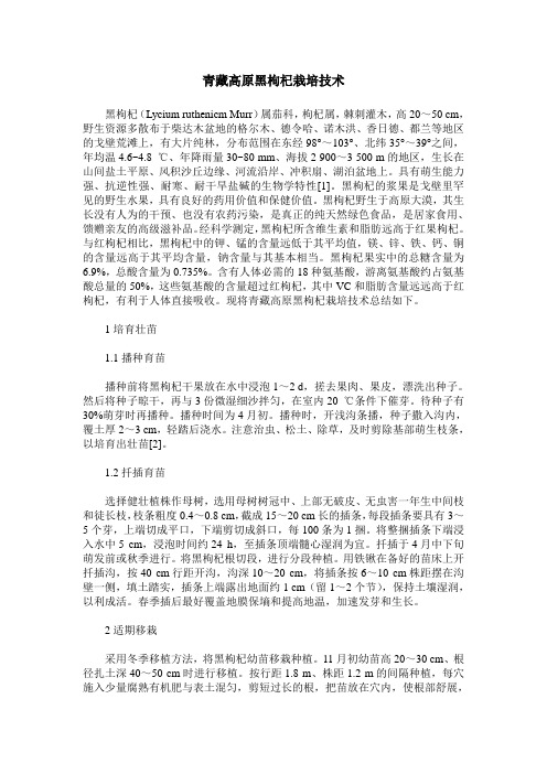青藏高原黑枸杞栽培技术