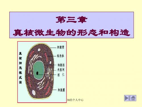 普通生物学课件 第三章 真核微生物的形态和构造.