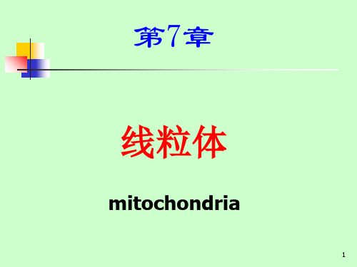 2019秋CB第07章线粒体