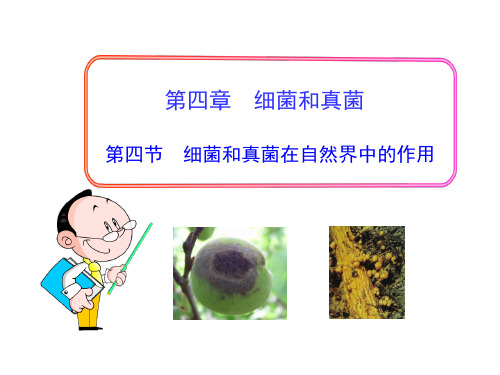 (名师整理)生物八年级上册第5单元第4章第4节《细菌和真菌在自然界中的作用》习题精练获奖课件