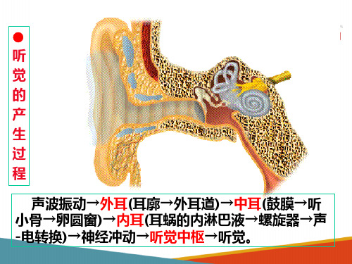 感觉器官听觉(生理学课件)