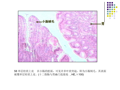 组培实验图片