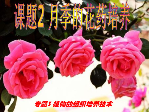 高二生物选修一课题2 月季的花药培养 (共43张ppt)