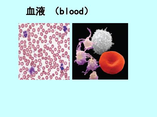 【人体解剖生理学】 血液PPT课件