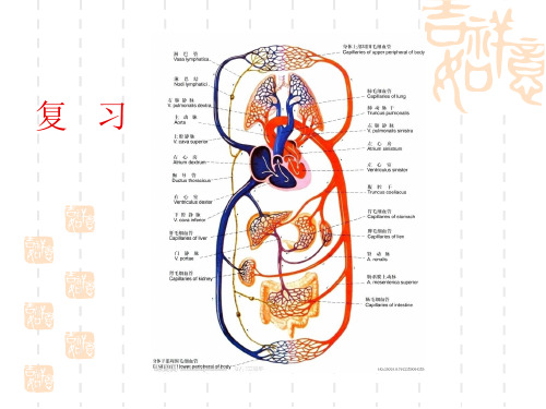 七年级生物排泄上课用课件