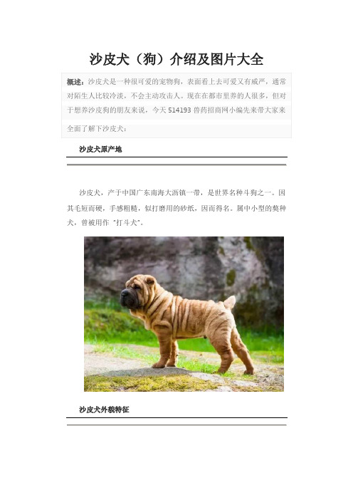 沙皮犬(狗)介绍及图片大全