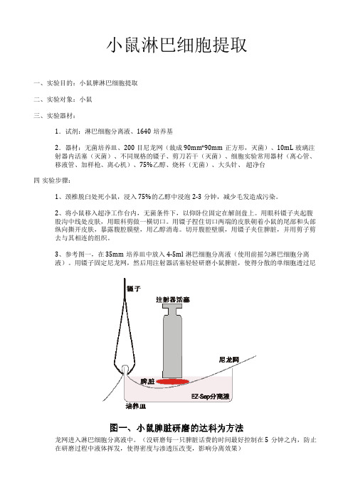 小鼠淋巴细胞提取