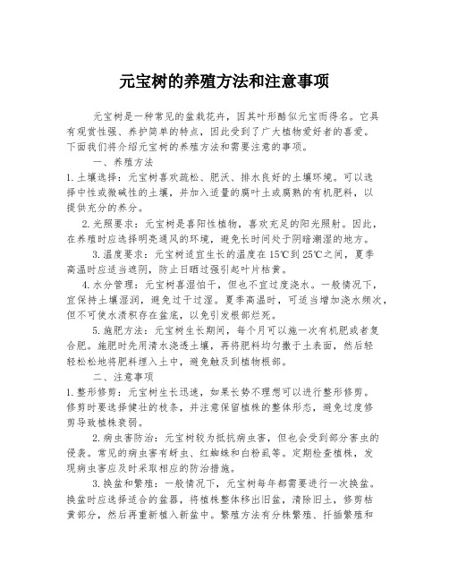 元宝树的养殖方法和注意事项