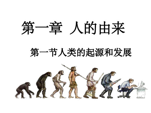 人教版初中生物七年级下册 第四单元 生物圈中的人 第一章 人的由来《人类的起源和发展》名师课件