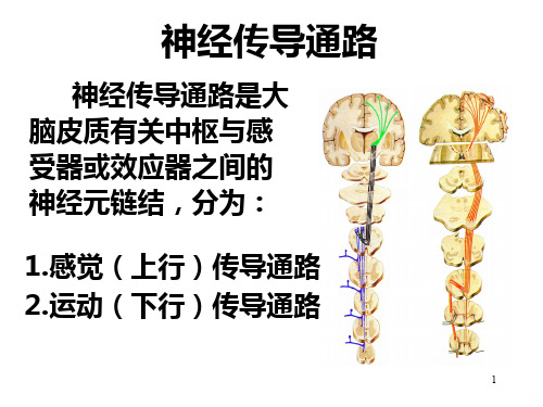 神经传导路PPT课件