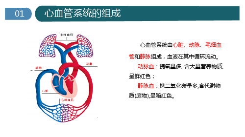 心脏的基本解剖精品课件