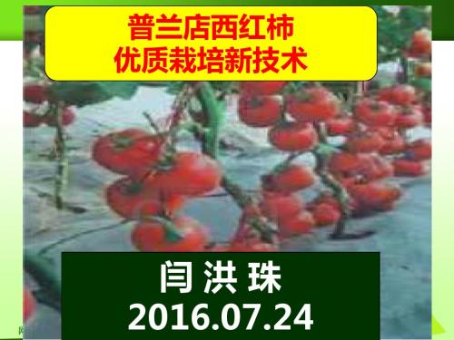 2016年番茄高产栽培新技术