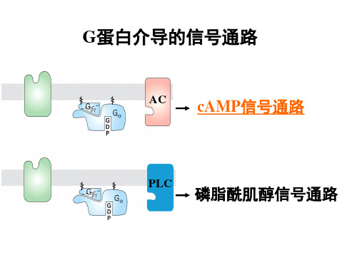 医学细胞生物学 1 G蛋白介导的信号通路精品PPT课件
