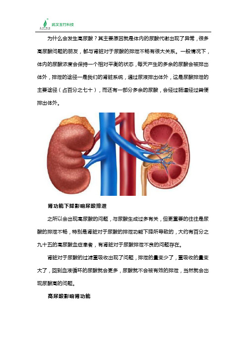 为什么说肾不好会引起高尿酸？