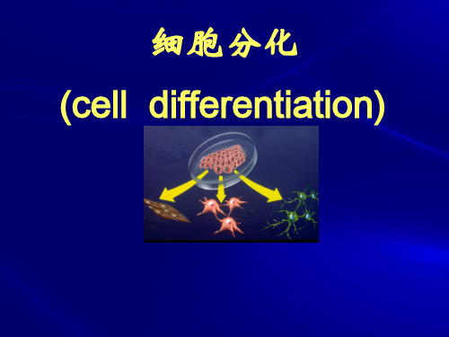 细胞分化ppt课件