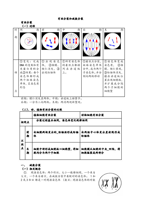 高中生物必修二减数分裂详尽分析