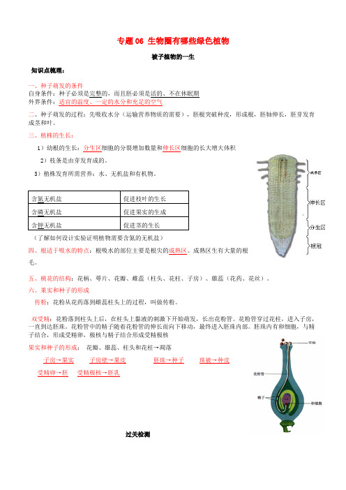 七年级生物上册专题六被子植物的一生知识梳理及过关检测(含解析)(新版)新人教版