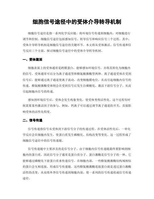 细胞信号途径中的受体介导转导机制