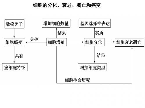 分化、衰老、凋亡和癌变