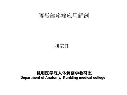 腰骶部疼痛应用解剖PPT课件