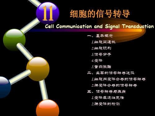 细胞生物学11细胞信号转导