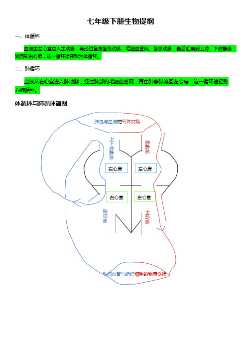 七年级下册生物提纲(体循环及尿循环)