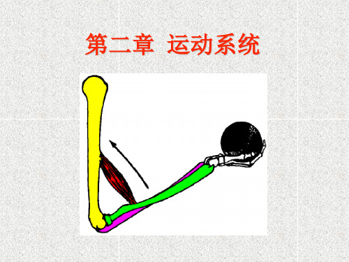 《运动系统》ppt课件共129页