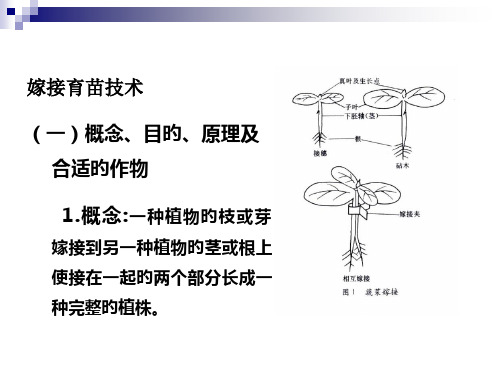 嫁接技术新版