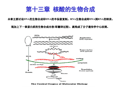 本章主要讨论DNA的生物合成即DNA的半保留复制RNA