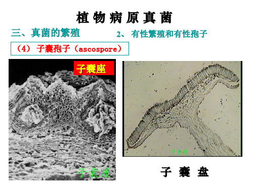 作物病原真菌第五部分