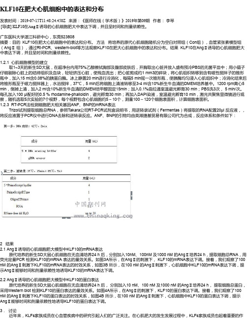 KLF10在肥大心肌细胞中的表达和分布