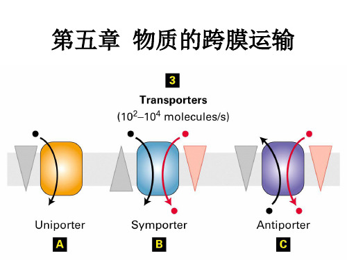 第05章+物质的跨膜运输
