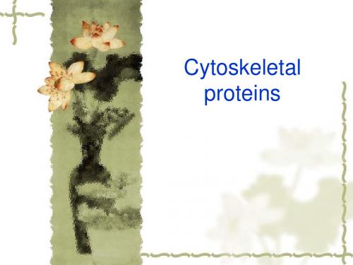 cytoskeleton