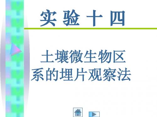 实验十四 土壤微生物区系的埋片观察法