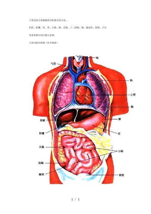 人体腹部结构图word版