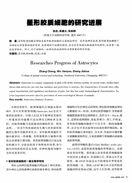 星形胶质细胞的研究进展